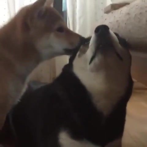 Whisper in your ear, 101, lines, pickup, puppo, pupper, curtains, floor, room, house, wait, x clusive, unreleased, licc, stunned, shh, shibe, shibo, shibler, burnt, toasted, black, brown, shiber, inu, shiba, lick, ear, the, in, whispering, doge, animals pets.