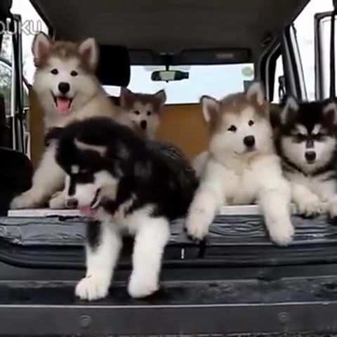 Wind up dogs - Video & GIFs | dogs,animals pets