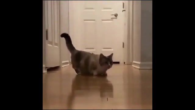 Wtf cat xd, unusual, unusual compilation, weird, weird compilation, meme compilation, dank meme compilation, unusual meme compilation, weird meme compilation, creepy meme compilation, memes compilation, dank memes, funny, dank memes vine compilation, try not to laugh, fresh memes, emisoccer, clumsy, hefty, comment awards, rewind, animals pets.