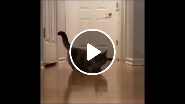 Wtf cat xd, unusual, unusual compilation, weird, weird compilation, meme compilation, dank meme compilation, unusual meme compilation, weird meme compilation, creepy meme compilation, memes compilation, dank memes, funny, dank memes vine compilation, try not to laugh, fresh memes, emisoccer, clumsy, hefty, comment awards, rewind, animals pets. #0