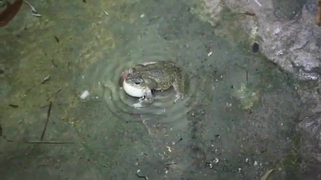 B frog