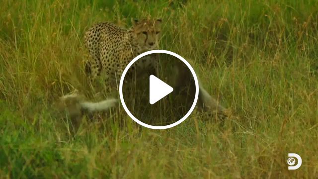 Baby cheetahs serengeti, discovery, serengeti, africa, planet earth, our planet, wildlife, baby animals, cheetah, animals pets. #1