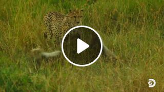 Baby cheetahs serengeti