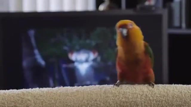 Birb like to Move it, Move it