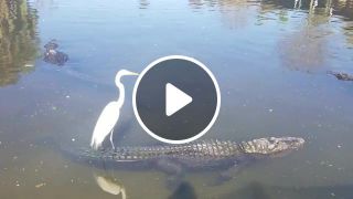 Bird surfs on alligator