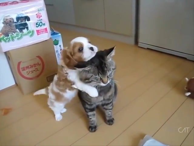 Cat and puppy meeting, puppy, cat, meeting, cute, animals pets.