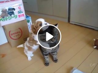Cat and puppy meeting