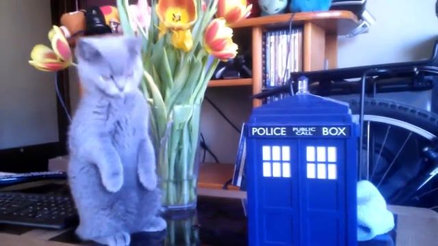 Cat and tardis doctorwho, doctor who, tardis, british shorthair, kitten, blue, cat, cute, british, shorthair, kitty, cats.