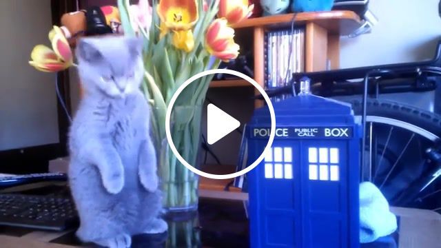 Cat and tardis doctorwho, doctor who, tardis, british shorthair, kitten, blue, cat, cute, british, shorthair, kitty, cats. #0