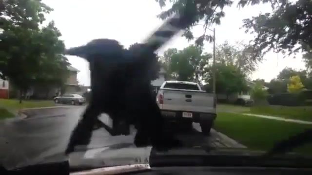 Cool crow - Video & GIFs | crow,dance,do not,care,car,bird,funny,meme,i,like,to,move,it,animals pets