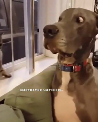 Cute, cute, cuties, dog, cat, animals, animal, animal vine, funny animals, funny dog, funny cat, wtf, what the, surprise, surprised dog, kitty, kitten, fight, fighting, fighting cat, try not to laugh, animals pets.
