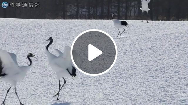 Dancing god of swamp, dancing cranes, dancing god of swamp, dancing japanese crane, tsurui hokkaido, animals, emao plateau wanderer, animals pets. #0