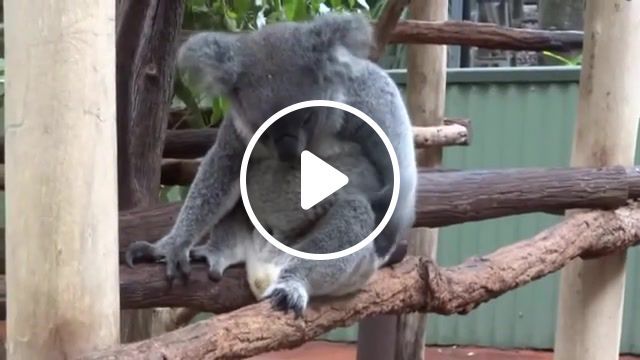 Does this meet the koalafications for the bearmob, koala, men at work, australia, bearmob, meditate it, animals pets. #0