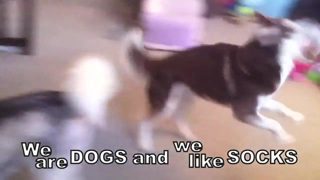 Dogs Like Socks, Animals Pets