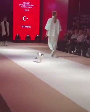 Fashion cat, cat, fashion show, like a boss, like a cat, animals pets.
