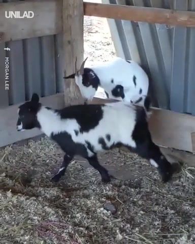 Goats stumbling into work, goats, fun, funny animals, funny, laugh, 9gag, animals pets.