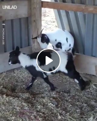 Goats Stumbling Into Work