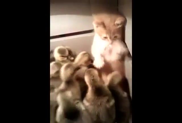 Holy cow this is probably the most cute ever, goslings, kitten, cat, bird, meowpeow, catslovers, cutecats, cutecat, catslover, catslife, catloversclub, catsfollowers, catsofig, kitty, katze, catlovers, catlover, meow, gato, funnycat, funny, katt, kucing, neko, gatos, pet, catlife, kittens, catoftheday, cute, animals, lovecats, animals pets.