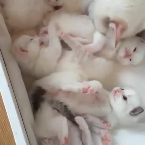 Is this heaven, cute, kitty, love, all the cats, somanycat, cat, animals pets.