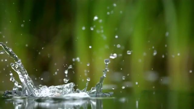 Kingfisher the secret life of the shannon slo mo, slow motion, slo mo, kingfisher, animals pets.