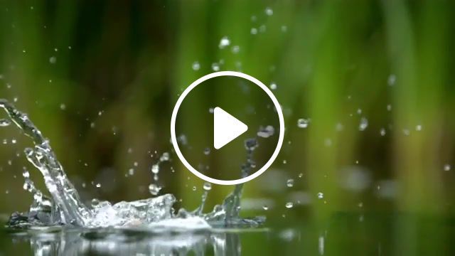 Kingfisher the secret life of the shannon slo mo, slow motion, slo mo, kingfisher, animals pets. #0