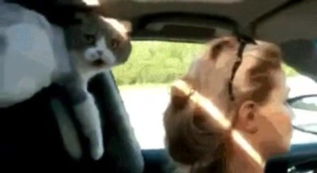 Motherfaaaackaaaa. Cat. Funny. Fun. Motherfacker. Motherfackers. Speed. Auto. Wheelbarrow Vatrushka. Animals Pets.