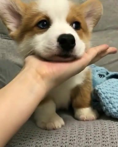 Nice and soft pillow - Video & GIFs | cute animal share,cute pets,cute animals,cute dogs,dogs,puppies,corgis,cute corgi,animals pets