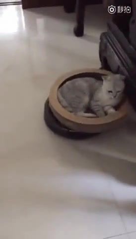 No f's given, cat, roomba, no f's given, animals pets.
