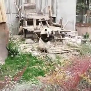 Panda, panda, animals, music, kung fu panda, animals pets.