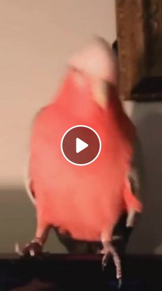 Parrot love it