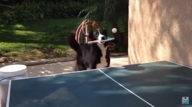 Ping pong - Video & GIFs | cat,cats,dog,dogs,cat vs dog,ping pong,funny,meme,hungary,zsolti,of the day,best,funny moments,funny vines,funny animals,animals,animals pets