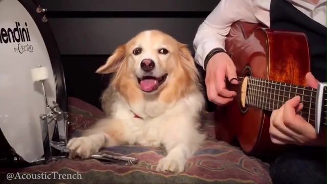 Play Guitar With Dog Pumped Up Kicks by Foster The People, Pup, Comfortable, Acoustictrench, Music, Funny, Play Guitar, Puppies, Relax, Dog, Guitar, Cover, Pumped Up Kicks, Foster The People, Animals Pets