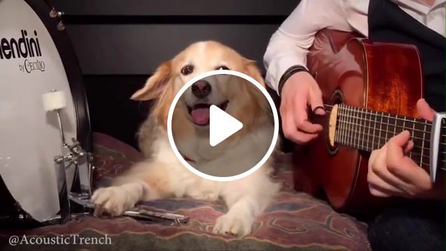 Play guitar with dog pumped up kicks by foster the people, pup, comfortable, acoustictrench, music, funny, play guitar, puppies, relax, dog, guitar, cover, pumped up kicks, foster the people, animals pets. #0