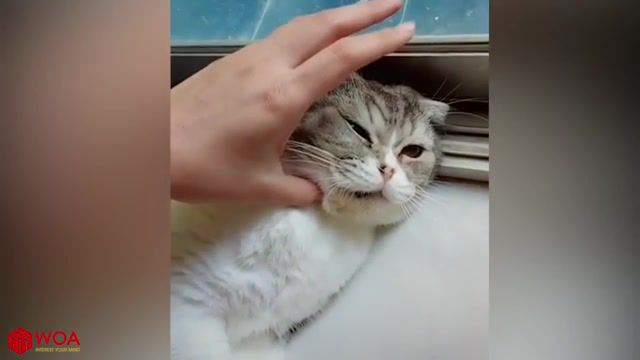 Pump it cat, cute, baby, babies, funny, funniest, try not to laugh, funny kid, funny dogs, funny cats, funny pets, funny fail, funny compilation, pet compilation, tik tok, tik tok cats, cute tik tok, cats on tik tok, cute cats, cats play tik tok, animals pets. #2