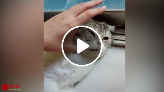 Pump it cat, cute, baby, babies, funny, funniest, try not to laugh, funny kid, funny dogs, funny cats, funny pets, funny fail, funny compilation, pet compilation, tik tok, tik tok cats, cute tik tok, cats on tik tok, cute cats, cats play tik tok, animals pets. #0