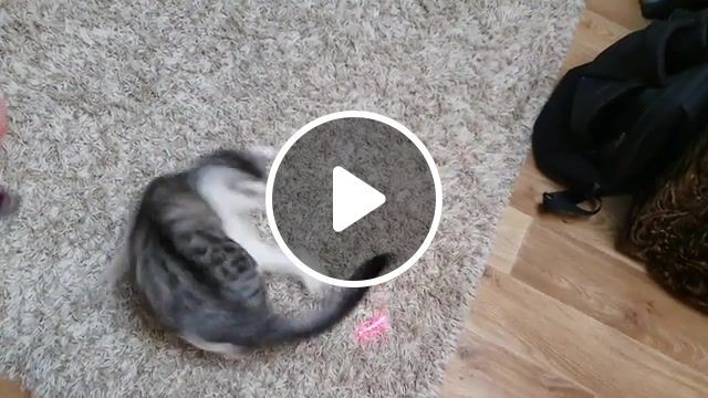 Rolling cat, cat, rollin', rollingcat, laserpointer, animals pets. #0