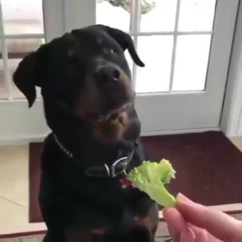 Rottweiler is not a fan of vegetables, animals pets.