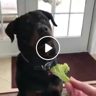 Rottweiler is not a fan of vegetables