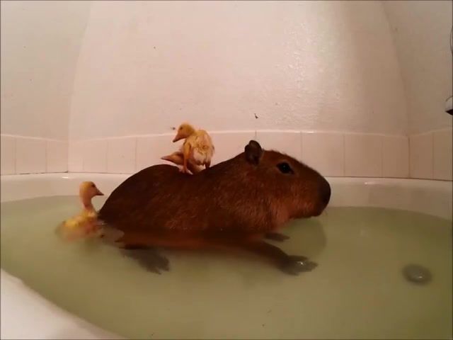 Rubber ducky, species, animal, broadcasts, commercial player, email licensing, rubber ducky, joejoe the capybara, nest, poultry, grey, nature, wildlife, parrot, funny, ducks, cool, amazing, birds, bird, rubber, duckling, duck, the, joejoe, awesome, animals, capybara, animals pets.