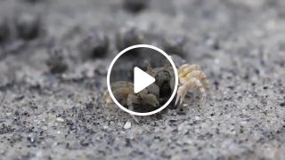 Sand Bubbler Crabs