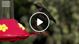 Slow Motion Hummingbirds