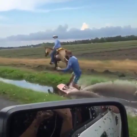 Texas Surfing - Video & GIFs | eleprimer,funny,clip,omg,trip,surfer,surf,trick,joke,sport,wtf,music,join,loop,horse,gif,animals pets