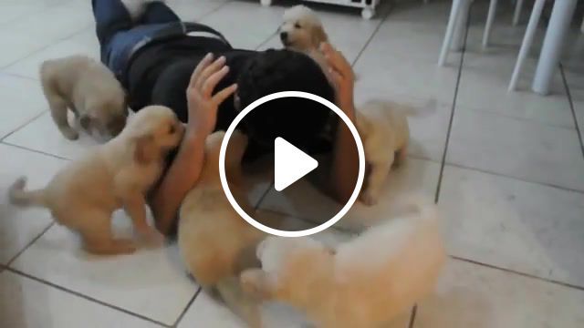 The attack of puppies golden retrievers, dog, animals, zoo, animal, puppy, golden retriever, animals pets. #0
