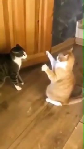 WHAT - Video & GIFs | cats,animals,funny,funny moments,fails,fails compilation,cats funny,animals pets