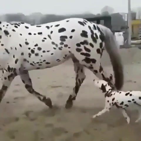 When you, at last, find your people, dog, horse, black and white, omg, wtf, wow, animals pets.