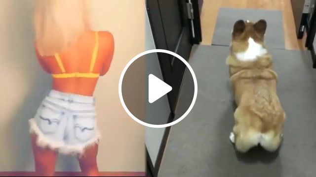 Who better dance twerk choose, twerk dance, girl, dog, mashup, humor, animals pets. #0