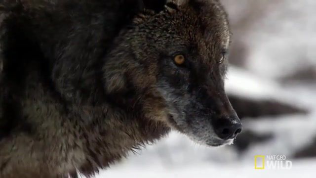 With the Dark Wolf Wild Yellowstone, Dark Wolf, Hunting, Winter, Wolf, Yellowstone, Frozen Frontier, Documentarywild Yellowstone, Nature, Discover, Science, Nat Geo, Animals, Animals Pets