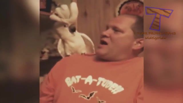 A bird on a guy, funny, hilarious, ridiculous, compilation, fail, fails, animal, animals, dog, puppy, cat, kitten, pet, pets, squirrel, parrot, kid, baby, toddler, fall, animals pets.