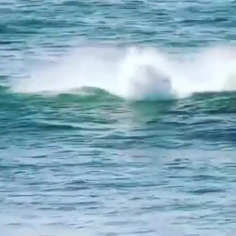 A pod of dolphins knocks paddle boarder of his board, Fail, Sea, Animals Pets
