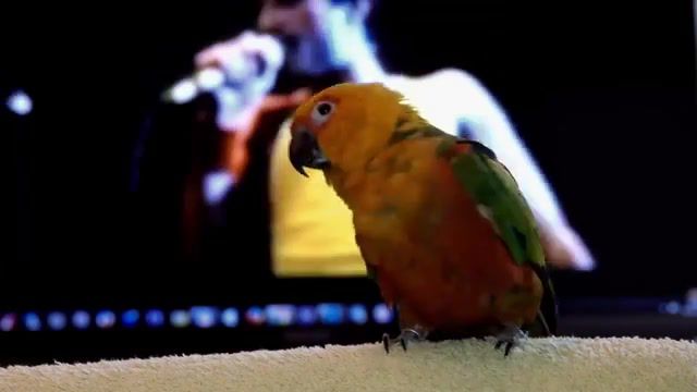 Another one bites the dust parrot edition, Another One Bites The Dust, Parrot Dancing, Parrot, Dance, Queen, Animals Pets